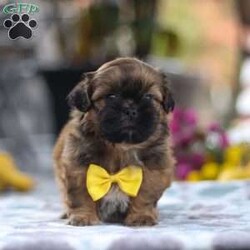 Colton/Shih Tzu									Puppy/Male	/6 Weeks,Meet Colton! He is an adorable AKC Shihtzu with a charming personality and a soft coat that’s perfect for cuddles! Shihtzus are known for their loving and devoted nature. They form strong bonds with their families and are often referred to as “lap dogs” due to their love for being close to their owners. This little guy enjoys playful activities, outdoor adventures, and cozy naps. His affectionate temperament will bring endless joy to his new family! 