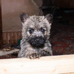 Adorable cairn terrier puppies/Cairn terriers/Mixed Litter/8 weeks,Cairn terrier pups all have classic black nose and ears 
We have 2 boys and 3 girls all handled and used to other older dogs 
Mum and dad live here with us and can be seen 
They will be vaccinated and micro chipped before they leave here