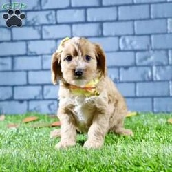 Sophie/Cavapoo									Puppy/Female	/7 Weeks,Sophie is a stunning female Cavapoo that perfectly captures the essence of friendliness and charm. With her beautiful red coat, she stands out in any crowd.