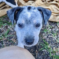 Adopt a dog:Tifa/Australian Cattle Dog / Blue Heeler/Female/Baby,The Sweetheart Heeler Who's a Cuddle Pro

Introducing Tifa, a mini heeler mix with a heart as big as her smile. Born on August 18, this little lady may start off shy, but she quickly blossoms into the sweetest companion you could wish for. Once she warms up, her affectionate nature comes shining through, ready to shower you with love and snuggles.

Unlike the typical high-spirited heeler, Tifa sports a more relaxed vibe, preferring cozy moments on the couch to rowdy romps. However, she still enjoys a playful tumble with her toys, just in her own gentle way.

Her mom, Honey, a delightful mini heeler, has gifted Tifa with her loving and sociable traits. This makes Tifa not just adorable but also a joy to be around. Despite her initial reserve, Tifa’s personality unfolds beautifully in a nurturing environment, revealing a pup who’s eager to please and easy to adore.

As we prepare for Tifa to find her forever home, we imagine her thriving in a setting that mirrors her tender spirit. We particularly love to see our puppies go to homes with another dog who can mentor them and boost their confidence. Tifa would fit perfectly into any family, especially one that can provide a canine sibling to guide her.

If you’re looking for a dog who combines the sweetness of a loyal friend with the warmth of a cuddly companion, Tifa is ready to fill that role beautifully. Embrace this little sweetheart, and let her show you the endless joy a gentle pup can bring into your life.

+++++++

ADOPTION APPLICATION: 
https://form.jotform.com/210515484620146

+++++++

Tifa is currently being fostered in Texas and will be transported to her forever home by our rescue! We have transports departing each week!

+++++++

Once we have received your application, we will review and reach out to set-up an interview with one of our volunteers! If you have additional questions, please email us at SaintMuttsRescue@gmail.com.

Note: As with all of our rescues, we recommend homes with children 10 years and over to ensure the best fit for both the pets and families involved.

Check out all of Tifa's siblings and learn more about our rescue on our website: www.stmuttsrescue.com