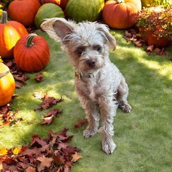 Adopt a dog:Bella/Terrier/Female/Adult,THE FOLLOWING PET IS FOSTERED IN TEXAS BUT AVAILABLE FOR TRANSPORT!!! Details below

Meet Bella, the ultimate couch companion and your soon-to-be best friend! This sweet girl is a pro at both potty and crate training, making her a breeze to have at home. Bella has a calm, laid-back energy and loves nothing more than cozying up for a nap, whether it’s right next to her humans or in her crate. She’s a social butterfly when it comes to other dogs and thrives in a peaceful environment. 

While Bella may be nervous at first, don’t let that fool you. Beneath her cautious exterior is a heart full of love, just waiting to be unlocked. Her hesitation stems from a tough past, but with a little patience, you'll see her true, gentle nature shine through. Once she feels safe, Bella’s loyalty and sweetness will make her the perfect companion.

OUR DOGS ARE FOSTERED IN TEXAS OR COLORADO BUT AVAILABLE FOR ADOPTION AND TRANSPORT OUT OF STATE. Read below for more information.

All of our dogs are located in a foster home in Texas or Colorado. Our dogs are transported to a predetermined location agreed upon by the rescue. The adoption contract and fee are finalized prior to transport. As a Mutts N Such direct adoption, the adoption interview/meet and greet occurs on video call (Skype, FB Messenger call, Facetime, etc).

Our out of state adoption fee is $350 plus transport (varies by location). This fee includes all current vaccinations, deworming, a registered microchip, fecal analysis, spay/neuter for pets 6 months & older, and a heartworm test if over 6 months old. All dogs will be current on flea/heartworm prevention. A health exam will be completed and a certificate issued by a veterinarian within 10 days. If you are interested in adopting, please complete our application:

https://petstablished.com/adoption_form/57167/generic

Note: MNS reserves the right to deny any application that is deemed unsuitable for the animal. Please be aware that our animal adoptions are NOT on a first come- first serve basis. Our sole purpose is to find the best possible home for the animals that fall under our care.