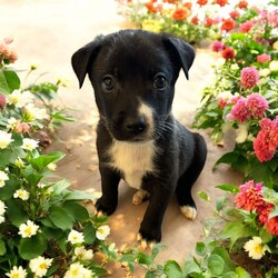 Adopt a dog:Alpha/Mixed Breed/Male/Baby,THE FOLLOWING PET IS BEING FOSTERED NEAR FORT COLLINS, CO!

Meet Alpha, one of the 9 playful Platoon Litter puppies at our rescue! Born on September 10th, Alpha, along with his siblings, came to us from a homeless camp where they were being given away as tiny bottle babies. Despite his rough start, Alpha is thriving in his foster home in Fort Collins, CO, and is ready to find his forever family.

True to his name, Alpha is full of energy and always the first to dive into playtime! Whether he’s chasing after toys, wrestling with his littermates, or exploring new adventures, Alpha’s playful and energetic personality never slows down. He loves to have fun and is always up for an exciting game, making him the perfect companion for an active family.

Alpha will need a home that can match his playful spirit, give him plenty of love, and provide the training he needs to grow into the best dog he can be. If you’re looking for a joyful, fun-loving pup to brighten your days, Alpha is ready to bring endless joy to your home! Could he be your next adventure buddy?

OUR DOGS ARE FOSTERED IN TEXAS OR COLORADO BUT AVAILABLE FOR ADOPTION AND TRANSPORT OUT OF STATE. Read below for more information.

All of our dogs are located in a foster home in Texas or Colorado. Our dogs are transported to a predetermined location agreed upon by the rescue. The adoption contract and fee are finalized prior to transport. As a Mutts N Such direct adoption, the adoption interview/meet and greet occurs on video call (Skype, FB Messenger call, Facetime, etc).

Our out of state adoption fee is $350 plus transport (varies by location). This fee includes all current vaccinations, deworming, a registered microchip, fecal analysis, spay/neuter for pets 6 months & older, and a heartworm test if over 6 months old. All dogs will be current on flea/heartworm prevention. A health exam will be completed and a certificate issued by a veterinarian within 10 days. If you are interested in adopting, please complete our application:

https://petstablished.com/adoption_form/57167/generic

Note: MNS reserves the right to deny any application that is deemed unsuitable for the animal. Please be aware that our animal adoptions are NOT on a first come- first serve basis. Our sole purpose is to find the best possible home for the animals that fall under our care.