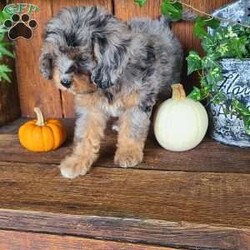 Remi/Cavapoo									Puppy/Female	/9 Weeks,Meet Remi!! She is a very fluffy little cavapoo with a sweet personality!! She loves playtime and snuggles! She is up to date with all vaccinations and dewormers, and is vet checked! 