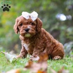 Alice/Cockapoo									Puppy/Female	/7 Weeks,Introducing Alice, an adorable Cockapoo girl with a sweet and playful spirit! Her soft, wavy coat is perfect for cozy snuggles, and her sweet nature makes her the perfect addition to any family. She enjoys playing, exploring, and curling up for cuddles after a fun day of adventures. With her loving and playful nature, she has the ability to brighten even the simplest moments. Raised with lots of attention and care, she’s well-socialized, making her both adaptable and affectionate. Her early experiences are helping her grow into a confident and intelligent pup!