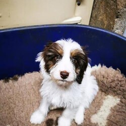 Two Cockerpoo puppies for sale/Cockerpoo/Mixed Litter/9 weeks,I have two delightful puppies for sale. 1 girl and 1 boy are still available from a litter of six. They have been raised in our family home and have been well handled, socialised and regularly wormed. Their mother, Nelly is a golden Cocker spaniel who is our family pet and can be seen with the puppies. Their father is a miniature poodle. The puppies have been vet checked with a health certificate and microchipped.

Please get in touch if you'd like any more photos or videos.