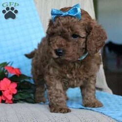 Braden/Mini Goldendoodle									Puppy/Male	/6 Weeks,Looking for a lovable Mini Goldendoodle baby with a gentle heart and playful spirit? You need to meed Braden! This little cutie is up to date on shorts and dewormer and vet checked! The mother Betty is a Mini Goldendoodle and the father Reno is a Mini Poodle. If you are searching for a well socialized puppy to snuggle and love contact us today!