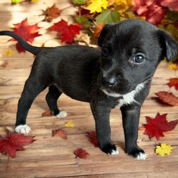 Adopt a dog:Delta/Mixed Breed/Female/Baby,THE FOLLOWING PET IS BEING FOSTERED NEAR FORT COLLINS, CO!

Meet Delta, one of the 9 precious Platoon Litter puppies at our rescue! Born on September 10th, Delta and her siblings were rescued from a homeless camp where they were being given away as tiny bottle babies. Now thriving in her foster home in Fort Collins, CO, Delta is ready to find her forever family.

Delta is the sweetest, most gentle snuggler you'll ever meet. She has a calm, loving nature and is happiest when she’s curled up in your arms, soaking in all the affection. While her siblings may be off playing, Delta is content to stay close, quietly seeking out your love and attention. Her gentle disposition makes her the perfect companion for someone looking for a cuddly, affectionate pup who will bring a sense of calm and comfort to their home.

Delta is searching for a family who will cherish her sweet nature and give her the love and care she deserves. If you're looking for a tender-hearted, snuggle-loving pup to share your life with, Delta is ready to fill your home with warmth and love. Could she be the perfect addition to your family?

OUR DOGS ARE FOSTERED IN TEXAS OR COLORADO BUT AVAILABLE FOR ADOPTION AND TRANSPORT OUT OF STATE. Read below for more information.

All of our dogs are located in a foster home in Texas or Colorado. Our dogs are transported to a predetermined location agreed upon by the rescue. The adoption contract and fee are finalized prior to transport. As a Mutts N Such direct adoption, the adoption interview/meet and greet occurs on video call (Skype, FB Messenger call, Facetime, etc).

Our out of state adoption fee is $350 plus transport (varies by location). This fee includes all current vaccinations, deworming, a registered microchip, fecal analysis, spay/neuter for pets 6 months & older, and a heartworm test if over 6 months old. All dogs will be current on flea/heartworm prevention. A health exam will be completed and a certificate issued by a veterinarian within 10 days. If you are interested in adopting, please complete our application:

https://petstablished.com/adoption_form/57167/generic

Note: MNS reserves the right to deny any application that is deemed unsuitable for the animal. Please be aware that our animal adoptions are NOT on a first come- first serve basis. Our sole purpose is to find the best possible home for the animals that fall under our care.