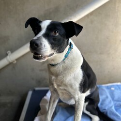 Nelly/Australian Kelpie / Staffordshire Bull Terrier/Female/9 Years 2 Months,Hi there! My name is Nelly, and I’m a lovely senior Kelpie cross looking for a special forever home. I’m a bit of a delicate flower, so I need someone with experience to help me feel safe and secure. I’m a sweet girl with a kind heart, but I do have some quirks. When I first meet new people, I can be a bit nervous and might show signs of being uncomfortable. I try to appease and make everyone happy, so it’s really important that my new family understands how to approach me gently and read my signs of discomfort. On walks, I can get overwhelmed and sometimes I’ll freeze up. It’s getting better, but I still need someone who can manage my reactions and help me feel more at ease. I’m not the best fit for a household with young kids—children under 12 might be a bit too much for me. Older kids who understand the importance of a hands-off approach would be a great match, as I prefer a bit of space and calm. I’ll need to meet everyone in the household before going home with you to make sure I feel comfortable with everyone. A quieter, calmer home environment is ideal for me, as I can get overwhelmed by high traffic and noisy surroundings. Busy shelters and bustling neighborhoods can be too much, so a more peaceful setting will help me thrive. I came in with another dog, and I did really well with him, so meeting other dogs should be fine. I mostly ignore other dogs on walks, but it’s always good to make sure we’re all getting along. If you think you’re the right person to help me live my best life, I’d love to meet you and see if we’re a good match! Thanks for considering me—I’m looking forward to finding my forever home with someone who understands and values my gentle nature. Requirements: