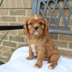 Ranger/Cavalier King Charles Spaniel									Puppy/Male	/9 Weeks