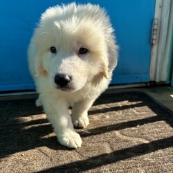 Adopt a dog:Ken/Great Pyrenees/Male/Baby,This beautiful baby is Ken, an 8 week old great pyrenees puppy who came to us with his sister, Barbie! These babies are incredibly cute, sweet, playful, and just fun puppies! They are the perfect age to begin life with a forever family, training and mastering household manners and soaking up all the love they can. Barbie and Ken are deserving of their very own dream house!

We promised Ken that the rest of his life, would be the best of his life. Could that be with you?

APPLY TO ADOPT: finalvictoryrescue.com *We are located in South Carolina and transport to the northeast weekly. We provide local or virtual meet-and-greets with an application on file.