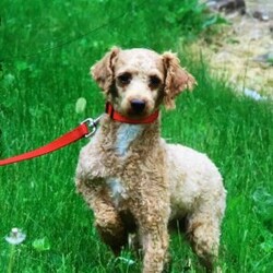 Sophie/Cavapoo									Puppy/Female	/7 Weeks,Sophie is a stunning female Cavapoo that perfectly captures the essence of friendliness and charm. With her beautiful red coat, she stands out in any crowd.