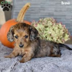 Brandi/Dachshund									Puppy/Female	/7 Weeks,Meet Brandi, an adorable mini Dachshund puppy looking for a loving home! Family-raised and well-socialized, Brandi will make a perfect addition to any household. Her mom, Connie, and dad, Rocky, have passed down their sweet temperament, making her both playful and affectionate. Brandi is up to date on her shots and dewormer, has been vet-checked, and comes with a 30-day health guarantee for peace of mind. She’s ACA registered and microchipped, ready for her forever family. Don’t miss out on the chance to bring this little bundle of joy home!