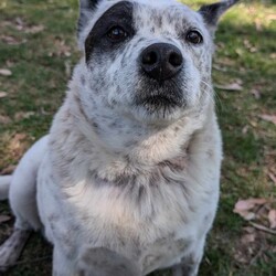 Apple/Australian Cattle Dog/Female/7 Years 7 Months,Hello there, my name's Apple, it's lovely to meet you! I'm a lovable but shy cattle dog looking for a special home where I can truly thrive. I have a gentle and reserved demeanor, I'm the type of dog who finds solace in a quiet corner and enjoys the company of a few close friends. I have shown to be social with the dog friend I came in with and show more confidence with my buddy around. I've been enjoying walks and playdates but need a calm, confident canine companion who won’t overwhelm me. If you have another dog, they should be low-key and easygoing to help me feel secure. But if you don't have a doggo at home that's okay too! I am a bit shy and tend to stay close to people I have built a bond with and trust. I'm best suited to a home with people who can respect my space. I might find the unpredictability of younger kids a bit too much. I am a sensitive soul who will benefit from a dog owner with experience in understanding canine body language. I can be quite nervous and will need someone who recognizes when I'm feeling overwhelmed and can handle me with patience and care. My initial transition to the shelter was a bit scary so we feel a busy, high-traffic home would not suit my needs. I thrive in a tranquil environment where I can feel safe and relaxed. My affectionate nature and gentle personality make me a wonderful companion for the right family. I'm looking for a relaxed setting where I can take my time adjusting and become the loving, loyal friend you’ve always wanted. My ideal home will provide me with the stability and understanding I needs to shine. So if I sound like your pawfect pup, please don't hesitate to come down to the shelter to meet me! I might just be the perfect addition to your family! Lots of love, Apple xxx 