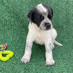 Adopt a dog:Ryder/German Wirehaired Pointer/Male/Baby,Puppy Alert!  Ryder is 6 weeks old, and we expect him to be about 35 lbs fully grown.  He is the sweetest of his litter, calm and a little goofy.    

Ryder's Mom, Aura, was rescued from a desolate area in the forest where she was dumped after being someone's pet.  She was very lucky to be found as there are no food sources where she was left.  A friend of our rescue brought her to us and agreed to foster while we looked for a home.  Aura was obviously pregnant when she arrived, so we waited for babies and were not disappointed!.  

Ryder is an outgoing, happy typical puppy and wants nothing more than to snuggle with our workers and play with his friends.  He will do well as an only pup or an addition to a home with a doggy present already.  He is great with other dogs, cats and kids.  

Our rescue is in Puerto Rico.  We have over 600,000 roaming dogs on island at any given time, so we are looking for a home in the states.  These puppies will be ready to fly any time after December 30, 2024.  We are busy getting them fully vaccinated, microchipped, spayed/neutered and socialized so they can come to their families happy and healthy.  Once adopted, we will fly them to an airport near you for pick up.  We take care of the cost of flying your pup to you.   

If you are interested in our baby, please fill out an application and we will reach out to chat and get you approved.  

https://www.theluvingpawsfoundation.org/adoption-applicatio