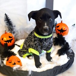 Adopt a dog:Snickers/Husky/Male/Baby,THE FOLLOWING PET IS BEING FOSTERED NEAR FORT COLLINS, CO!

Meet Snickers—The Sweetest Halloween Treat!

Just in time for Halloween, Snickers from the Candy Litter is here to sweeten your life! Born in mid-August 2024, Snickers’ story began with a heartbreaking start. After two mama dogs gave birth to 16 puppies, tragedy struck when both were intentionally poisoned while nursing. Sadly, one mama passed away, and though the other survived, she was too weak to care for her puppies. Thanks to the teamwork of multiple rescues, Snickers and his littermates were brought in as bottle babies and lovingly nursed back to health.

Now, Snickers is thriving and ready to find a forever family to give him the best life possible! He’s full of energy, chasing toys like he’s hunting for Halloween candy, but when playtime’s over, he’s always ready to snuggle up for some cozy cuddle time. Snickers is playful, sweet, and affectionate—he’s all treats and no tricks!

Currently being fostered in Fort Collins, CO, Snickers is eager to meet a family who will shower him with love and care. If you’re looking for a pup sweeter than any Halloween candy, Snickers is ready to be your perfect match! Could you be the one to give him his happily ever after?

OUR DOGS ARE FOSTERED IN TEXAS OR COLORADO BUT AVAILABLE FOR ADOPTION AND TRANSPORT OUT OF STATE. Read below for more information.

All of our dogs are located in a foster home in Texas or Colorado. Our dogs are transported to a predetermined location agreed upon by the rescue. The adoption contract and fee are finalized prior to transport. As a Mutts N Such direct adoption, the adoption interview/meet and greet occurs on video call (Skype, FB Messenger call, Facetime, etc.).

Our adoption fee is $350, plus transport (varies by location) if animal needs to be transported out of state. This fee includes all current vaccinations, deworming, a registered microchip, fecal analysis, spay/neuter for pets 6 months & older, and a heartworm test if over 6 months old. All dogs will be current on flea/heartworm prevention. A health exam will be completed and a certificate issued by a veterinarian within 10 days of departure for out of state adoptions.  

If you are interested in adopting, please complete our application:

https://petstablished.com/adoption_form/57167/generic

Note: MNS reserves the right to deny any application that is deemed unsuitable for the animal. Please be aware that our animal adoptions are NOT on a first come- first serve basis. Our sole purpose is to find the best possible home for the animals that fall under our care.