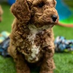 Adopt a dog:F1b Cockapoos 5 star Licensed Breeder from Fully Health Test/F1b Cockapoo/Mixed Litter/5 weeks,Puppy pictures added
3 Girls (1 Reserved) 2 Boys available

We have a stunning litter of F1b Cockapoos from fully health tested lines so our puppies WILL NOT suffer from the health problems both parent breeds can suffer from .


Announcement - We have had a litter of F1b Cockapoos born mum and puppies are doing well we have boys and girls available please read my full advert before contacting me thank you.

You can also check out my Facebook page Tamila Miniatures Cockapoos Bengals and Miniature Horses scroll down my page to view pics and vidoes of my previous puppies and where they are born and brought up and enjoy my pics and videos of my miniature horses :-) You can also follow their progress on my page :-)

Remember when viewing a puppy you MUST see at least the mother
NEVER buy a puppy if your unable to see the mother ,.

Dad
to the puppies is our homebred fully health tested Kc Reg Red Miniature Poodle
he is health tested for the following:

Progressive Retinal Atrophy - CLEAR

Progressive Retinal Atrophy - PRA-PRCD - CLEAR

Neonatal Encephalopathy - CLEAR

Von Willebrand Disease Type 1 - CLEAR

Degenerative Myelopathy - CLEAR

MUM
is our
F1 Cockapoo who is also fully health tested

Puppies leave with copies of all the parents tests and dads Kc pedigree

My puppies are a little more expensive than other puppies but please read all my advert to understand why thankyou .

Puppies will be around 12-16 inches at the shoulder making them a meduim sized dog and perfect family pet they should
also be non moulting as they are F1b ,,These
will be outstanding puppies and will be in a 4 feed routine and part house trained when they leave us so we will not home them to full time workers as their routine needs to be ongoing ...please read on

 They will leave me at 8 weeks with :

1st vaccine and full vet health check (Document provided)

Microchipped (As law by now and document provided.)

They will be on 4 feeds when they leave and will come with a 2kg bag of Beta Puppy Complete the food they will be weaned onto

A diet sheet

Puppy Toilet Training Planner

Our Pet Contract

They will have been wormed with Panacur at 2,4,6 and at 8 weeks with Milbemax and this will cover them up to 10 weeks so when your puppy goes for 2nd vaccine at 10 weeks you can discuss his/her future worming plan ....this is extremely important to your puppy and your family .

A scent blanket with smells of Mum and littermates as this will be the only familiar thing your puppy leaves with and will help him settle on his journey and into his/her new home ...imagine leaving everything you know and going off with strange people to a new strange new home ,the blanket will help this be a positive part of your puppy's life as his/her early experiences are extremely important to make him/her a well adjusted dog :-)

A toy and chew, puppies and indeed your grown up puppy will require chews all their lives as an essential part of their dental programme .

My puppies will leave having had their first bath and had their fist experience of the clippers as in their future they will have to be groomed and clipped so again this is to ensure their first experience is a good one .

They also have their first car trip to vets with their litter mates again to make sure this is a positive experience before they leave for their new homes , I also spend
time explaining the best way to transport your puppy and always make sure puppies who have a long journey to their new home leave at the best possible time of day to ensure he/she is due a sleep and its works a treat !

 Cockapoos are very intelligent quick to learn and amazing with kids so make a fantastic family dog ...they want to be a family member so we like our puppies to go to families but will also make a superb companion to retired people as long as they can get their walks !

I can also help with bedding, best puppy set up at their new home and tips on helping your puppy settle in to their new home . If you are lucky enough to reserve one of my puppies I will forward you a list of exactly what your puppy will come and what I suggest you get before your puppy arrives home with you . Im extremely picky
where my puppies go so please dont be upset if I ask you lots of questions as to what home you can offer one of my puppies and I WILL NOT HOME TO FULL TIME WORKERS SO PLEASE DONT ENQUIRE IF YOU WORK AND CANT TAKE YOUR DOG WITH YOU THANK YOU .

I can provide recomendations from families and couples who have given our puppies forever homes

If you have managed to read all the above and think you can offer one of my puppies a special home please email or telephone for a chat and I will answer all your questions more the better !

All deposits are non-refundable unless there is a problem with the puppy on the vet check

Our puppies will ONLY be available to familes /people who dont work 9-5pm NO Texts will be answered
Thankyou for reading