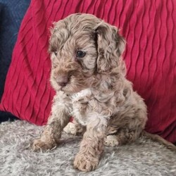 Adopt a dog:F1b Cockapoo Puppies 3 Boys 3 Girls Ready on 21/10/24/Cockapoo/Mixed Litter/8 weeks,All reserved *** Our lovely girl has had a gorgeous litter of F1b Cockapoo puppies.
She has done a fantastic job and has been a really good mum.

We have 3 beautiful Girls and 3 gorgeous Boys available.
Born 26/08/24 and ready to leave from 21/10/24.

Each puppy will have : -
- 1st Vaccination
- Been wormed every 2 weeks
- Health Check
- Microchip
- Scent blanket

Mum is our family pet and is a F1 Cockapoo.
Dad is a Phantom Miniature Poodle, and has been health tested clear of all Poodle related conditions.

Both have lovely calm and loving natures.

Welcome to come and view in our home, where you can also meet mum.