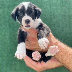 Adopt a dog:Ode Aura/German Wirehaired Pointer/Female/Baby,Puppy Alert!  Ode Aura is 6 weeks old, and we expect her to be about 35 lbs fully grown.  She has beautiful soft fluffy fur and her eyes are just amazing.  It is like she looks into your soul and grabs your heart at the same time.    

Ode's Mom, Aura, was rescued from a desolate area in the forest where she was dumped after being someone's pet.  She was very lucky to be found as there are no food sources where she was left.  A friend of our rescue brought her to us and agreed to foster while we looked for a home.  Aura was obviously pregnant when she arrived, so we waited for babies and were not disappointed!.  

Ode Aura is an outgoing, happy typical puppy and wants nothing more than to snuggle with our workers and play with her friends.  She will do well as an only pup or an addition to a home with a doggy present already.  She is great with other dogs, cats and kids.  

Our rescue is in Puerto Rico.  We have over 600,000 roaming dogs on island at any given time, so we are looking for a home in the states.  These puppies will be ready to fly any time after December 30, 2024.  We are busy getting them fully vaccinated, microchipped, spayed/neutered and socialized so they can come to their families happy and healthy.  Once adopted, we will fly them to an airport near you for pick up.  We take care of the cost of flying your pup to you.   

If you are interested in our baby, please fill out an application and we will reach out to chat and get you approved.  

https://www.theluvingpawsfoundation.org/adoption-applicatio