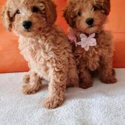 Adopt a dog:Beautiful toy poodles puppies/Toy poodles/Mixed Litter/3 months,two beautiful toy poodle puppies are looking for their loving homes. the puppies are regularly dewormed, have a microchip and have already had two vaccinations. please do not waste my time and yours please write if you are really interested