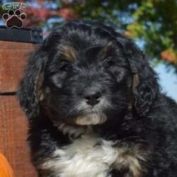 Parker/Bernedoodle									Puppy/Male	/7 Weeks,Parker is a fluffy and friendly Bernedoodle puppy who loves to play! This cutie is socialized, family raised, and ready to meet you. Parker has been seen by a vet and is up to date on shots and de-wormer, plus the breeder provides a 30 day health guarantee as well as an extended genetic health guarantee when this wonderful pup heads home. Hear more about Parker and schedule a visit by calling Rebecca Blank today!