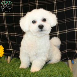 Xavier/Teddy Bear									Puppy/Male	/9 Weeks,Meet Xavier a handsome black first generation Shichon who is started on potty training and crate training. This cutie is started on potty training & crate training!  This little coal colored puppy will not have any health issues that will adversely affect their health. While other Teddy Bear Puppies may suffer from health issues as they age, this pup will have no predispositions to health concerns!  Each pup in this litter is up to date on shots and dewormer and vet checked! We offer the option for microchipping and a 1 Year Genetic Health Guarantee! 