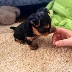 Tiny yorkshire terrier puppies/Yorkshire terrier miniature/Mixed Litter/6 weeks,My beautiful little baby had 3 of her own 3 beautiful little puppies we have 1 boy 2 girls photos will up load as they grow they are looking for there forever loving family home in 9 weeks
Girls £1500
Boy £1200