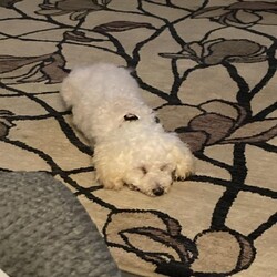 Adopt a dog:Aggie/Bichon Frise/Female/Senior,Hello there, I'm Aggie, a 7 year old Bichon, looking for my (hopefully quiet) forever home. I sure would prefer a female only home, but I wouldn't mind a doggy companion or two. Being home alone is extra scary for me, so I would love if you were home often. The good news is, I don't need a fence since I don't plan on ever letting you out of my sight. I truly hope this isn't too much to ask for, I just want to feel safe and loved. 

Aggie has many fears that she's slowly overcoming in her foster home. Like steps, she can now go up and down them, but please don't ask her how that went, she would rather not talk about it. The outside world is big and intimidating, Aggie is perfectly fine exploring it through a window. She will, however, go on short walks while she continues to grow accustomed to leashes. Aggie is doing well with potty training, as long as she is taken out regularly. She gets along great with her foster siblings and wouldn't mind having some doggy friends to call her own. 

If you need a quiet, low key couch potato companion, then Aggie is the one for you. She wants nothing more than to be by your side, all day long. Unless you're vacuuming, then she will absolutely be far away from you. She is up to date on shots, preventatives microchipped and spayed. Will you be the one to help Aggie become the dog she was always meant to be? 

Aggie is being fostered in Berks County, PA and all household residents and canines will need to be willing to travel there for a meet and greet. 

Kennel License 9117
PO Box 2372
Reading, PA 19608