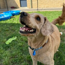 Adopt a dog:Flash/Poodle (Standard)/Male/3 Years 6 Months,Hi! I'm Flash! I'm a super cute poodle cross who is on the search for a new home! I'm a very timid man and will need a quiet home where people can build up my confidence and let me flourish as the sweet and friendly man we know I can be! I'm a medium energy dog, I'm carrying a couple of extra pounds and expect to show a more playful and exuberant side as I settle in and slim down. I love my people, but need a calm and quiet house, so I will need an adult only home to provide me with a nice predicable home life. I will also need to be the only dog in the home, however I might be suitable for cats or other pets if given my own space. I have a real fondness for toys and cream cheese! Requirements: Flash is such a sweet and lovely boy, and we're sure he'll be very popular! We're looking for the perfect home for him, if you think that's you please apply for him through Exceptional Owners! **If you are interested is giving this wonderful pet a home please visit our website and complete an expression of interest  Love and puppy kisses, Flash!