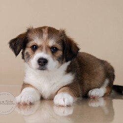 Adopt a dog:Frankie/Terrier/Male/Baby,Meet Frankie!

Adoption Fee: $549

Adoption Application - Copy & Paste

https://forms.gle/FmtRtYxQNnemdkdw9

This adorable little guy is just 8 weeks old and full of puppy love. Frankie's mother is a small terrier mix, weighing only 13 pounds, but we’re not sure who his dad is. He was born in our foster home after we rescued his mom while she was pregnant. Frankie has grown up in a loving environment, surrounded by care and affection, and now he’s ready to find his forever home. After adoption he can arrive in the New England area on Thursday, November 21, and he would love to go home to his new family.

Could Frankie be the perfect addition to your family? Don’t miss your chance to bring home this sweet, playful puppy!

There are 2 boys and 1 girl in this litter available for adoption. (Finn, Flora & Frankie)

Here's the adoption application, please copy & paste.

https://forms.gle/FmtRtYxQNnemdkdw9

**To see all of our pets available for adoption, please copy this link.

https://www.petfinder.com/search/pets-for-adoption/?shelter_id%5B0%5D=AL450&sort%5B0%5D=recently_added

Paws of Dixie Animal Rescue adopts in the New England area. Our adoption fee includes the spay/neuter, up to date shots, Microchip, Alabama Health Certificate, and the transport service to get the new family pet to you.

The pets are delivered by a licensed transporter.

PDAR.info@gmail.com

COMPLETED APPLICATIONS TAKE PRECEDENCE OVER INQUIRIES. If you are interested in adopting, the FIRST step is to complete an application.

Please be advised that our volunteers are busy rescuing, transporting, and caring for our animals. We will respond to your application as soon as possible. Upon review of your application, the rescue in AL will contact you, so you can ask any specific questions that you may have.

NOTE: All Paws of Dixie animals are located in AL foster homes. They will be transported north after adoption.

If there is more than one decision maker in the home, all of them should be in agreement.

We DO NOT adopt to anyone under the age of 21