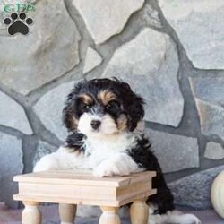 Trucker/Cavachon									Puppy/Male	/9 Weeks,This little guy will stick by you through anything! With his fluffy coat and friendly loving ways you’ll have hours of fun together!