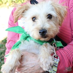 Adopt a dog:Amara/Poodle/Female/Adult,Please contact Jodi Rosenberg (jodi.rosenberg@luckydoganimalrescue.org) for more information about this pet.sweet scruffy girl ISO fresh start and love! AMARA NEEDS A FOREVER HOME!!!!

Name: Amara Best Guess for Breed: Poodle mix, maybe some terrier
Best Guess for Age: 7 years as of October 2024 SEX: Female

Approximate Weight: 14 lbs

Gets Along With: Other dogs! We haven't seen her with kids or cats but she can be tested.

Currently Living at: In a DC area foster home.

All about Amara:Amara is amazing. She and many other dogs were rescued from deplorable conditions in a filthy barn. Amara and nine others were among the oldest of the group; they were known as the 'Tangled 10.' Their matted, caked coats were shaved off. That was no easy feat. All of them received much-needed vetting.

She then went into a wonderful, loving foster home in South Carolina. She'd never been in a home before. She was scared of everything and it took days before she left her crate. But she mustered her confidence, left it, started exploring her home. Then she walked to the back door to go out. She learned to trust her foster. She learned to trust other humans - and to get and give love. She blossomed.

Now she is in a foster home in the DC area. The matted mess who had never seen life outside of a barn has worked so hard on building her confidence. She's comfortable in her home and yard! Loud, busy environments are new and scary to her, and she needs extra patient and loving adopters who will help socialize her to new places and experiences at her pace. In exchange, her humans get a true gem of a dog. Amara, having found love, is overflowing with it and is just such a marvelous little pup.

What My Foster Says About Me: Amara is a sweet girl. She is doing well with house training. She enjoys exploring the yard and gets along well with the other dog in the home.
Lucky Dog cannot guarantee any dog is housebroken. All of our dogs are working on their crate training.
TO ADOPT: The adoption fee for this dog is $460, which includes the cost of routine vetting, including vaccinations and spay/neuter. If you are interested in adopting, please complete the Adoption Questionnaire online at bit.ly/adoptaluckydog .

Lucky Dog Animal Rescue does our best to provide accurate information about the dogs we have for adoption. That said, we cannot make any guarantees about age, breed or temperament.
Thank you for contacting Lucky Dog Animal Rescue and helping to save a life! Please visit us online at www.luckydoganimalrescue.org .

BE A FOSTER!!! Fosters make it possible for Lucky Dog Animal Rescue to save and care for homeless and abandoned dogs! To learn about fostering, please contact fostering@luckydoganimalrescue.org!
BE A SPONSOR!!!! Sponsors help Lucky Dog support the many dogs we save. To learn more about sponsorship, please contact info@luckydoganimalrescue.org !