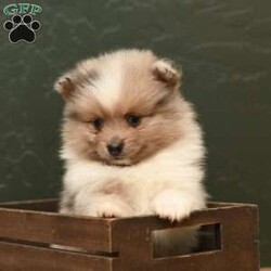 Jase/Pomeranian									Puppy/Male	/6 Weeks,To contact the breeder about this puppy, click on the “View Breeder Info” tab above.