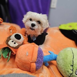 Adopt a dog:Newman/Maltese/Male/Adult,Newman is a small, sweet boy with a gentle and playful demeanor. He loves to collect toys and sit in his bed with them. 
He likes attention but is happy to be independent in his spot with his toys.