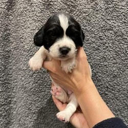 Adopt a dog:English Springer Spaniel Puppies, KC reg for sale/English Springer Spaniel/Mixed Litter/5 weeks,English Springer Spaniel Puppies for sale. 2 bitches and 3 males. Kennel Club registered, tails docked, dew claws removed and regularly wormed. When ready for there new homes they will be vet checked, micro chipped and had their first vaccination. 
Mother has been brilliant, pups have been brought up around kids and other dogs. 
Both parents have a lovely calm temperament. Ideal for a family pet or working dog. Photos of the dad are available. The puppies will be ready for collection from the 14th of November.