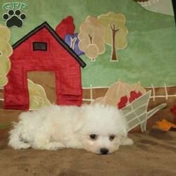 Wonder/Bichon Frise									Puppy/Female	/9 Weeks,Say hello to this ACA registerable Bichon Frise puppy who is started on potty training and crate training.  This little social butterfly will not have any health issues that will adversely affect their health because both parents are DNA Tested to be sure they don’t pass on any health issues. Each pup in this litter is up to date on shots and dewormer and vet checked! We offer the option for microchipping and a 1 Year Genetic Health Guarantee! The mother Taylor is a 10lb Bichon who loves attention and the sire Gordy weighs 10lbs and is very smart. If you are looking for a well socialized little Bichon to snuggle and love contact us today! 