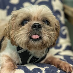 Adopt a dog:Chum Chum & Artica/Shih Tzu/Male/Young,Chum Chum is a  4-year-old male Shih Tzu weighing approximately 11 pounds. He is very friendly happy and affectionate.   He is bonded with his sister and they must be adopted together. Chum Chum is heartworm negative and on monthly preventative.
Artica is a 12-year-old Bichon Frise weighing 12 pounds. She is heartworm positive and we are doing slow kill due to her age. She is sweet friendly and lovable. She is bonded with her brother Chum Chum and they must be adopted together. The adoption donation for the pair is $600 which includes spay/ neuter vaccinations Artica  heartworm treatment and microchip.  
We are only able to adopt within the state of Florida.  
We have a page on our website that explains our adoption process, and contains a link to our adoption application.  Here is the link:
https://www.aforeverhomeanimalrescue.org/adoption-information.html