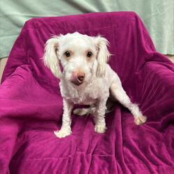 Adopt a dog:Heidi/Poodle/Female/Adult,*I am currently available for Foster to Adopt, as I am waiting to get Spayed.*

Meet Heidi! Heidi is a Poodle/Maltese mix that came into our care as a stray. This sweet girl has only been in our care for a short amount of time, so it is difficult to provide further information about her personality. From the short amount of time that she has been in our care, the staff has seen that she is nervous and shy. However, with love and patience, that nervousness and shyness will go away immediately! 

If you are my furever home, come visit me at Valley Animal Center's dog adoption center.

To get a head start on the adoption process, you can also fill out the online pre-adoption application! After you fill it out, a dog care associate will contact you shortly. The form is found here: https://valleyanimal.org/dog-adoption-application/ Primary Color: White Secondary Color: White Age: 2yrs 0mths 1wk