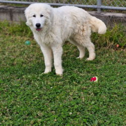 Adopt a dog:Simon/Maremma Sheepdog/Male/2 Years 3 Months,Hello there, my name is Simon! I'm a big gentle boy looking for my new home! I'd suit a quieter home with experienced owners who know about Guardian Type breeds like me! I would love to be included as part of the family, coming inside at times but mainly loving the outdoors, as well as joining you for regular walks, or simply snuggling up on a nice soft bed in the evening. I would love a big back yard with space to roam, sniff and explore all for my very own, with secure fences to keep me safe at home. Any children in the home will need to be over 12 years of age, calm and confident around dogs. My gorgeous coat will require regular grooming to help keep me looking and feeling my best! I know sometimes you have to go out, if you leave me with some fun toys, yum treats, fresh water bowl and a sheltered, snuggly bed, I should be safe and happy until you get home. I would benefit from daily enrichment and interactive feeders to help keep my mind and body active. I get along well with other dogs of a similar, calmer and friendly nature, so if you have another dog at home, please bring them in to meet me to make sure we will be friends. Dog parks and off-leash areas are not ideal for me as I do not like rude dogs rushing up to my face and would prefer walks around the neighbourhood or on-lead areas where we can relax and enjoy our time together. If I sound like the beautiful boy for you, please come in to meet me. -Level 2 ART Adoption -Breed Type Experienced owners -Must meet any dogs -Dog confident children over 12 yrs -Must have large backyard access  -Regular grooming required -Ongoing positive reinforcement training -STV