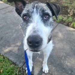 Adopt a dog:Alice/Irish Wolfhound/Female/2 Years 1 Month,Hello there! My name is Alice and I am a charming Wolfhound lady. I have a moderate energy level which means I love both playtime and relaxation. I'm also a smart cookie, so I need a family who can help me learn about life every day. I promise, our training sessions will be fun!  I would prefer a home where I can be the star, which means I'd love to be your only pet. I can't wait to be your loyal companion, we'll have so many adventures together! I'd do best in a home where someone works average hours so I won't be alone too much. I'm looking for a family with kids aged 12 and up, someone who can understand my needs and shower me with love. I promise to return the love tenfold! Let's make unforgettable memories together. Can't wait to meet you! Love, Alice xx Requirements: