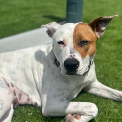 Adopt a dog:Coco/American Staffordshire Terrier/Female/1 Year 2 Months,Hello, I'm Coco, a sweet and energetic adult female Staffy! I’m looking for my forever home where I can thrive with love, attention, and some new adventures. I came into the shelter with another dog, and we still enjoy our walks together, so I’d love to meet any potential doggy siblings. I can get a little anxious when I’m left alone, and in my previous home. I’m happiest when I’ve got company, so I’d love a home where you’re around more often than not! I’m still working on being calm during alone time, so I’d appreciate a family who can help me feel safe and settled. Because I’m a bit boisterous and can get a little frantic at times, I’d be best suited to a home without young children. Older kids, over the age of 12, would probably be more comfortable with my energy and are more likely to understand how to interact with me properly. I can’t wait to find a loving home where I can be my true self. If you think we’d be a perfect match, come and meet me! Requirements: