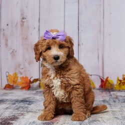 Zandra/Mini Goldendoodle									Puppy/Female	/8 Weeks