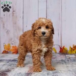 Zandra/Mini Goldendoodle									Puppy/Female	/8 Weeks,Meet Zandra, a sweet and affectionate Mini Goldendoodle ready to find her forever home. Raised with love by our family, Zandra has been well-socialized and is great with kids and other pets. She’s been vet-checked, is up to date on her vaccinations, and has already been dewormed, so she’s all set for her new adventures. Zandra has a gentle, loving personality that will make her the perfect addition to any family. If you’re looking for a loyal and playful companion who’s ready to fill your home with joy, Zandra is waiting to meet you!