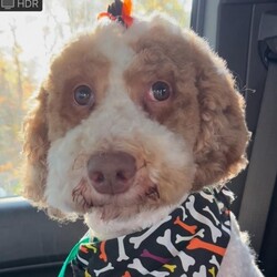 Adopt a dog:Josette/Standard Poodle/Female/Adult,Meet Josette, a charming ~3 year old female poodle weighing 45 pounds. This sweet girl was surrendered to the shelter after her beloved owner passed away, and she's now seeking a new loving home.

Josette is spayed and up to date on her vaccinations, making her ready for her next adventure. She's friendly and gets along well with other dogs, making her a wonderful addition to any family. Josette enjoys playful outings, leisurely walks, and snuggling up for some quality cuddle time.

With her affectionate nature and resilient spirit, Josette is eager to bring joy to a new family. If you're looking for a loyal companion who's ready to fill your home with love and happiness, Josette would be thrilled to meet you!
Josette is a friendly and affectionate companion with a heart full of love to give. She gets along wonderfully with other dogs, making her a great addition to a multi-pet household. Josette enjoys playful adventures, leisurely walks, and cozy cuddle sessions.

Despite her recent loss, she's resilient and ready to share her joyful spirit with a new family. If you're looking for a loyal and loving friend who will bring warmth and happiness to your life, Josette would love to meet you!