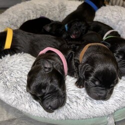 Staffy x labrador puppies, black, 2 girls left to reserve/staffy x mastiff x lab/Mixed Litter/3 weeks,Hi, our beautiful Willow has had her first litter of puppies. The puppies are black with some having white markings under their chin.
Willow is fully vaccinated and flea and wormed regularly. She has such a loving personality and great with children of all ages.
She is feeding the puppies and they are getting stronger and bigger each day.
We are a pet loving family, our pets mean the world to us and would love the puppies to go to loving forever homes/families that love and adore animals just as much as we do.

Mum - Willow - Staffy x Bullmastiff
Dad - Gary - Labrador (neighbours dog)
Both mum and dad can be seen

All puppies will be seen by my vet,have a health check, microchipped and will have there 1st vaccination, the 2nd vaccination will be down to there new family. Worming treatment has started and will be given every two weeks.Flea treatment will be started at 6 weeks old. Each puppy will leave with puppy biscuits and wet puppy food to help them settle into there new homes. The puppies will be well socialised (within the home) have lots of love and affection. The puppies will be ready for there new homes on 29th November onwards.

5 x boys reserved 
3 x girls reserved
2 x girls available to reserve ????

You are welcome to meet the puppies, I am flexible with days and times and please remember there is no pressure to have one as you need to make sure they are right for your family.
If you decide to reserve a puppy, there will be a £50 non refundable deposit to secure the one of your choice. Regular updates via text and pictures weekly will be sent so you can see your puppy change and grow.
Any questions please ask away via text or phone call. Please note that this site says I am located in Peterborough/Cambridge! I am actually located in weston, Spalding.It will not let me update my location on here for some reason.
If our puppies are not for you I still wish you the best of luck with finding your new family member x