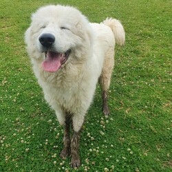 Adopt a dog:Simon/Maremma Sheepdog/Male/2 Years 3 Months,Hello there, my name is Simon! I'm a big gentle boy looking for my new home! I'd suit a quieter home with experienced owners who know about Guardian Type breeds like me! I would love to be included as part of the family, coming inside at times but mainly loving the outdoors, as well as joining you for regular walks, or simply snuggling up on a nice soft bed in the evening. I would love a big back yard with space to roam, sniff and explore all for my very own, with secure fences to keep me safe at home. Any children in the home will need to be over 12 years of age, calm and confident around dogs. My gorgeous coat will require regular grooming to help keep me looking and feeling my best! I know sometimes you have to go out, if you leave me with some fun toys, yum treats, fresh water bowl and a sheltered, snuggly bed, I should be safe and happy until you get home. I would benefit from daily enrichment and interactive feeders to help keep my mind and body active. I get along well with other dogs of a similar, calmer and friendly nature, so if you have another dog at home, please bring them in to meet me to make sure we will be friends. Dog parks and off-leash areas are not ideal for me as I do not like rude dogs rushing up to my face and would prefer walks around the neighbourhood or on-lead areas where we can relax and enjoy our time together. If I sound like the beautiful boy for you, please come in to meet me. -Level 2 ART Adoption -Breed Type Experienced owners -Must meet any dogs -Dog confident children over 12 yrs -Must have large backyard access  -Regular grooming required -Ongoing positive reinforcement training -STV