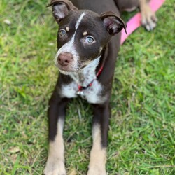 Adopt a dog:Linnea/Australian Kelpie/Female/2 Months,Hi there! My name is Linnea, and I’m an 11-week-old Kelpie with a big personality and even bigger dreams! I came into the shelter with my mom and siblings when I was just a tiny pup of 7 days old, and now I’m ready to find my forever home! I’m all about fun and games—playtime is my favorite! I’m sassy, spirited, and full of energy, which means I need a home where I can keep busy and explore. I would love a family that understands my breed and knows how to keep my curious mind engaged. I thrive on positive reinforcement training (who doesn’t love treats and praise?), so I can learn all the awesome tricks and manners to impress you! If you have another dog, I would love to go home with a dog who can show me the ropes and keep up with my playful antics! It’s important to me that my new furry friends are energetic and fun-loving like me. I want to learn from them and play to my heart’s content – but its important that we can both rest. As I need 18-20 hours sleep a day to grow to my hearts content.  One thing to keep in mind: I can’t go home with kids under 6. I want to make sure we can all play safely, and I need my space to grow and learn. I do need indoor/outdoor access so I can stretch my legs and explore the world around me—there’s so much to sniff and see! If you’re looking for a playful partner who’s ready to bring joy and a little sass into your life, I’m your girl! Let’s have some fun together and create amazing memories. Can’t wait to meet you!  Home requirements: If you think that your home would be a good fit please fill out an application online at   and the team at BARC will be in touch to arrange a meet and greet.