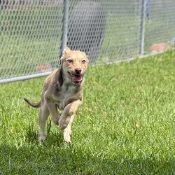 Adopt a dog:Stig/Australian Kelpie/Male/2 Months,Hi there! I’m Stig, an 11-week-old Kelpie puppy, and I’m on the lookout for my forever home! My journey started at just 7 days old when I came into the shelter with my mum and my playful siblings. I’ve grown up surrounded by love, but now it’s time for me to find my own special family. I’m Mr. Confidence! With my adventurous spirit and wagging tail, I’m always ready to take on the world. I’m full of energy and curiosity, and I approach every new experience with excitement. Whether it’s a game of fetch or exploring the great outdoors, I dive right in! I’m looking for a home where I can be both an indoor and outdoor pup. I love to run, jump, and play, so a yard to explore would be perfect! I need a family that understands my breed; we Kelpies are smart, active, and need plenty of mental and physical stimulation.  If you have another dog that’s over a year old and can keep up with my boundless enthusiasm, that would be awesome! I thrive with a buddy by my side, and I promise to keep them on their toes.  I’m still learning about the world, so I need a home without children under 6. Little ones can be a bit overwhelming for a confident guy like me who’s still figuring everything out. I’d love to be trained using positive reinforcement methods—treats and praise are the way to my heart! If you think you could be the perfect match for an energetic, loving, and confident pup like me, let’s meet! I can’t wait to find my new adventure buddy. Woof!  Home requirements:  If you think that your home would be a good fit please fill out an application online at   and the team at BARC will be in touch to arrange a meet and greet.