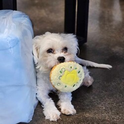 Adopt a dog:Newman/Maltese/Male/Adult,Newman is a small, sweet boy with a gentle and playful demeanor. He loves to collect toys and sit in his bed with them. 
He likes attention but is happy to be independent in his spot with his toys.