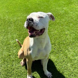 Adopt a dog:Pumba/Staffordshire Bull Terrier/Male/2 Years 1 Month,Hi there! My name is Pumba, and I’m looking for a special place to call home. I’m a lovable pup with a big heart, and I’m ready to share it with someone who understands me. I’m a sweet and affectionate dog who adores cuddles and pats. When I’m with people, I’m at my happiest, and I’ll make sure you know just how much I appreciate your attention with lots of tail wags and gentle nudges. However, I have a bit of a unique personality that might not be for everyone. I need to be the only dog in my new home. I’ve found that I’m not too fond of sharing my space with other dogs, and I prefer to be the center of attention. Because of this, I’ll need an experienced owner who can recognize when I’m feeling uncomfortable and can help me navigate those feelings with care and patience. I would love to meet any children who I will be sharing my space with! I am a gentle boy who hasn't had experience around children and would like to make sure we are all comfortable with each other before I come home with you! I’m looking for someone who understands that I may need a bit of extra support to feel secure and loved. If you’re someone who can provide a calm and nurturing environment where I can be myself, then I’m sure we’ll get along great. In return, you’ll get a loyal and loving companion who is eager to be your best friend and cuddle buddy. If you think you’re the right match for me, I can’t wait to meet you and start our new adventure together! If you feel like we could be a perfect match, please come and meet me at the Sydney shelter! OR please fill out an expression of interest form  . Can't wait to meet you and find my forever home!! Lots of love, Pumba xxx