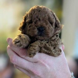 adorable red toy poodle, KC registered/toy poodle/Male/4 weeks,Our beautiful KC registered red toy poodle Molly has had one adorable male toy poodle who was born on the 15/09/2024. Pupster (and Mum) were health checked by a vet when he was three days old and is in perfect health.
Pupster will also have a second health check by our vet when he receives his microchip and first vaccination.

We were keen for Molly to have a litter because of her superb personality as well as being a genetically healthy dog. She is very relaxed and sociable and is extremely intelligent. Neither does she have any of the anxiety issues sometimes associated with toy poodles and she has been an outstanding mother. We chose the sire carefully for both his calm and gentle nature as well as his DNA tests showing he doesn’t carry the gene for the following: Degenerative Myelopathy, Gangliosidosis GM2 Neonatal encephalopathy with seizures, Osteochondrodysplasia, Progressive Retinal Atrophy (Rod-cone dysplasia 4), Progressive Retinal Atrophy (PRA-PRCD), Von Willebrand Disease.

Pupster is a beautiful dark red colour and has been raised in our family home. He is used to all the noises of a busy family and has been around our other dog, the family cat and many children. As he gets older he will have the opportunity to go out into the garden to explore and for toileting as we are keen to ensure he is just as confident and friendly as his Mum.

We are looking for £1,800 for pupster.
He will be ready to leave week of 10/11/2024. He will come with a puppy pack containing KC documentation, his favourite food, a toy and blanket with Mum’s scent on. He will have had his first injection and be flea treated.
We would ask for a £400 non-refundable deposit and a further £1400 on collection.